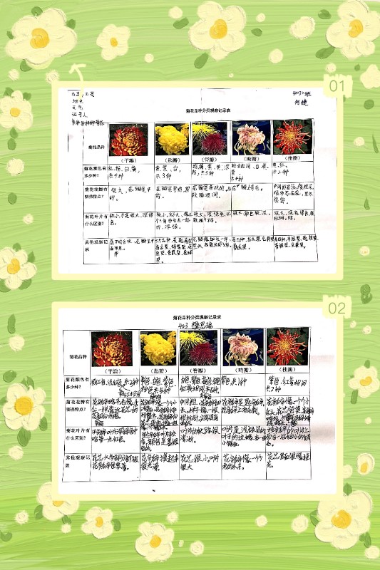 同学们展示介绍,艾泽林同学说,通过这次菊展,我认识了更多的菊花品种