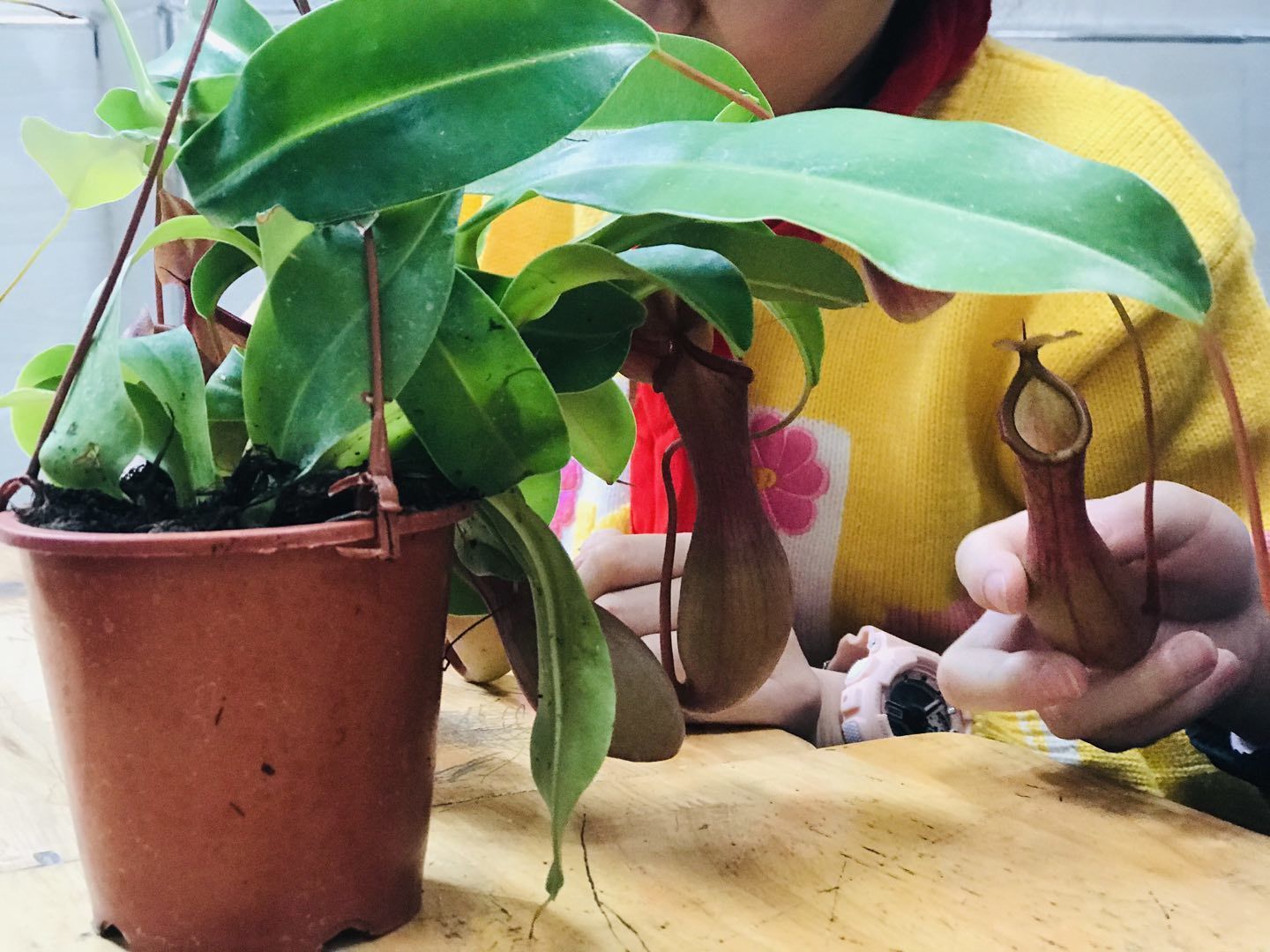 罗马花椰菜,自我复活羊齿蕨,大王花,舞草,龟背叶,生石花,猪笼草