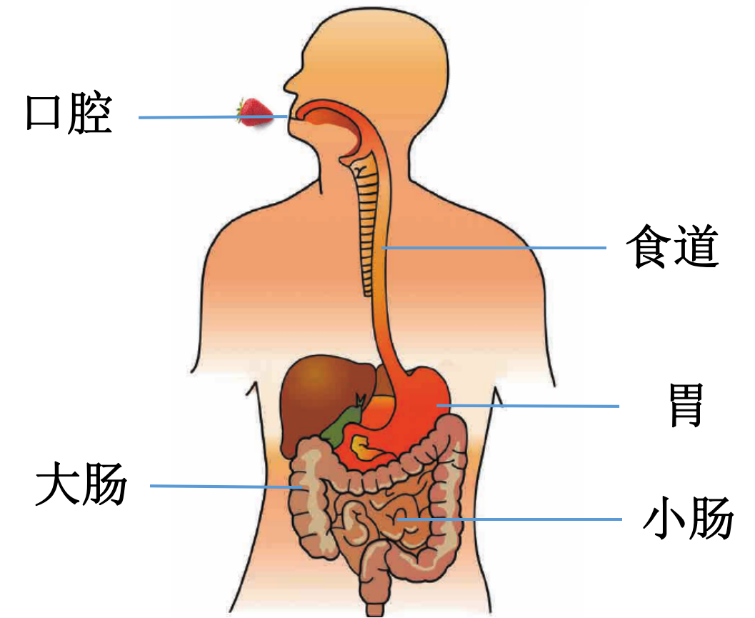 呼吸道和食道结构图图片